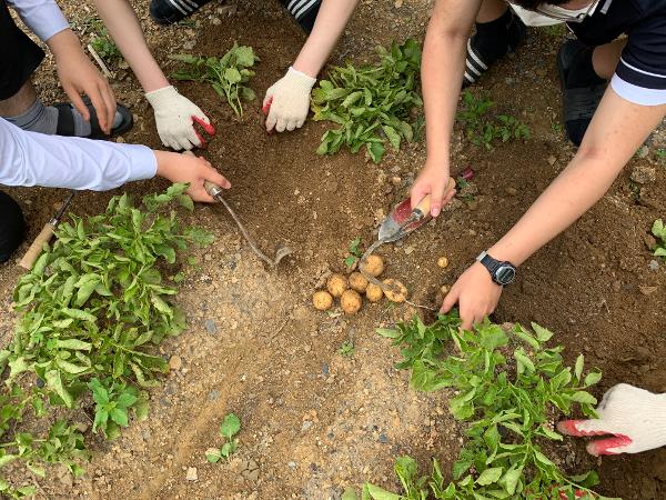 학교텃밭 첫 수확(6.14)